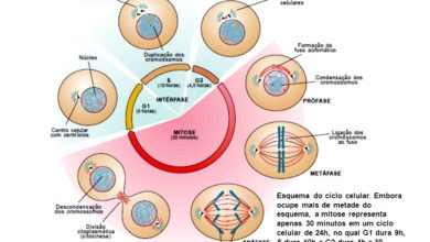 Foto de Divisão celular – Mitose