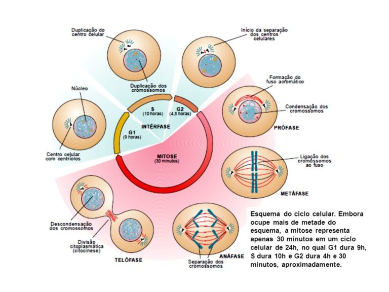 Divisão celular - Mitose - Aula Zen