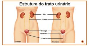 infecção urinária