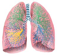 Foto de pulmão
