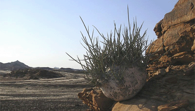 Foto de Plantas secas (xerófitas)