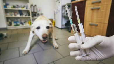 Foto de Doenças animais causadas por vírus
