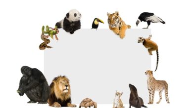Foto de Distribuição da Fauna no Mundo – Smart Class