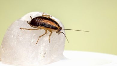 Foto de Vamos descobrir o ciclo de vida das baratas, insetos que são hostis aos humanos