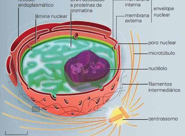 O núcleo da célula eucariótica: estrutura, função - Aula Zen