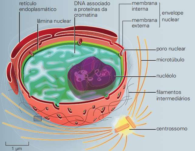 Estruturas típicas do núcleo celular de um eucarioto